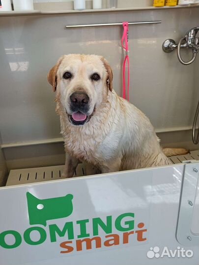 Груминг. Стрижка, уход за собакой, стрижка кошек