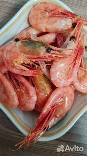 Северная креветка