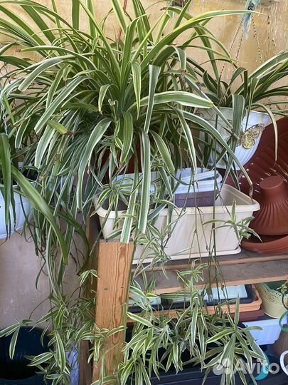 Хлорофитум полосатый,традесканция,декабрист