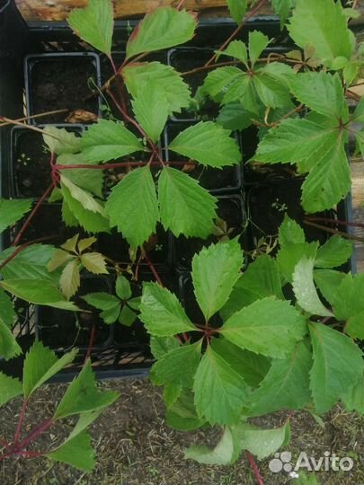 Саженцы девичий виноград