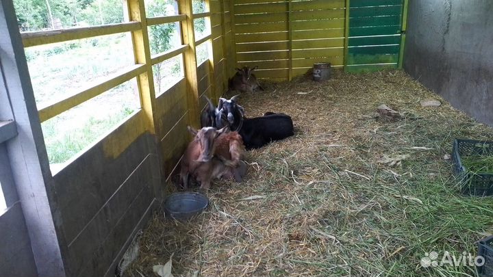 Козы дойные. Выпоинные. Козел племиной