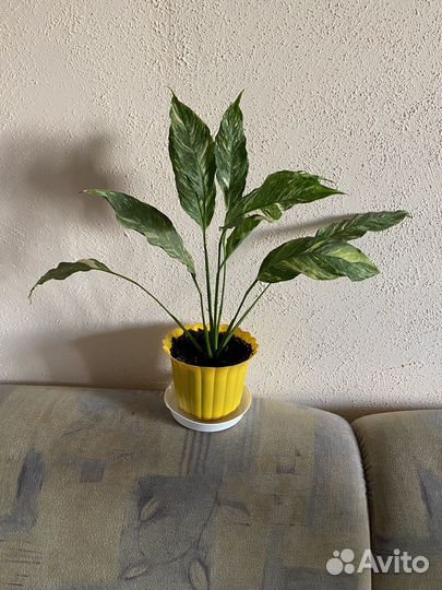 Спатифиллум домино