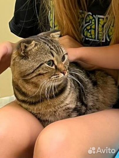 Котик замерзнет