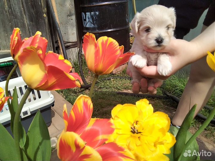 Собака мальтипу