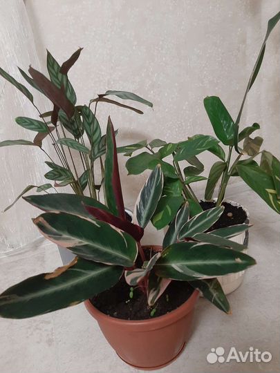 Отростки Ктенанта и Строманта