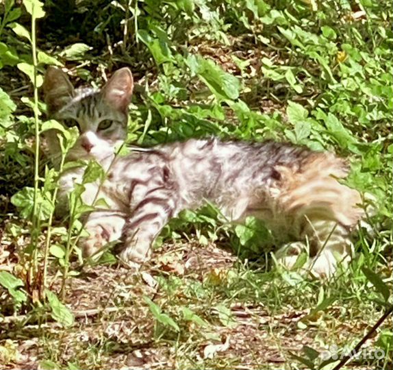 Котик на улице