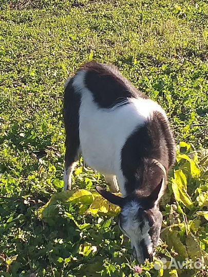 Коза дойная