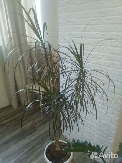 Комнатные растения