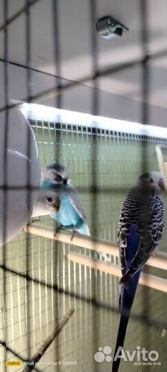 Волнистые попугайчики с клеткой