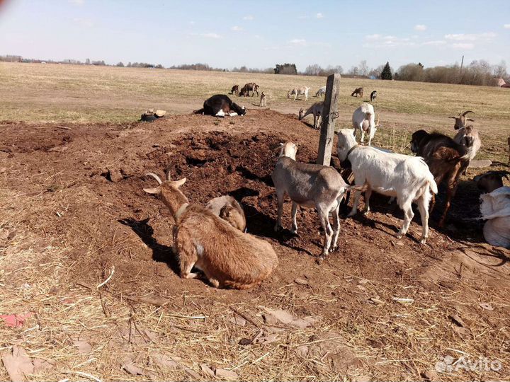Конский Навоз в мешках