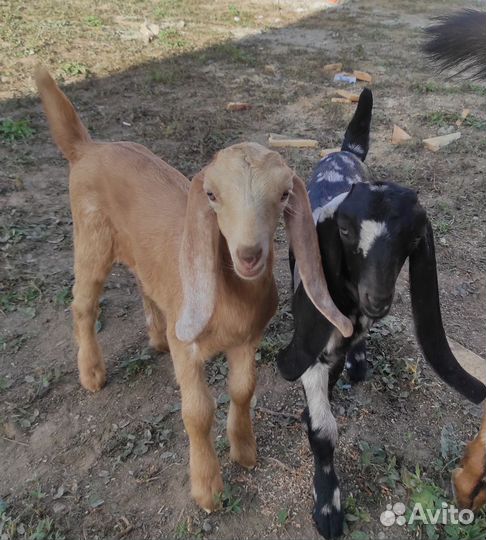 Козлята каморинубы