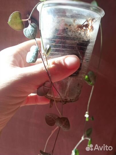 Комнатные растения и суккуленты/кактусы