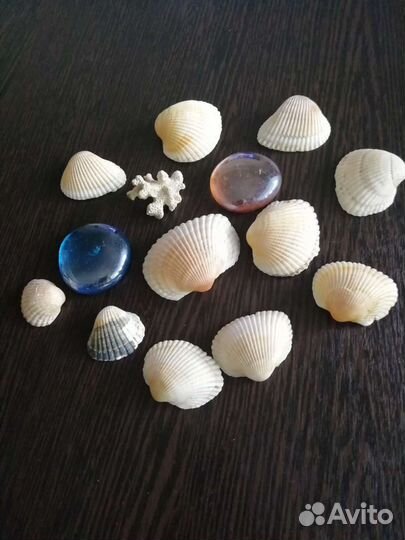Ракушка для декора