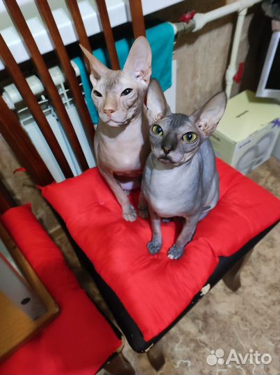 Донской сфинкс