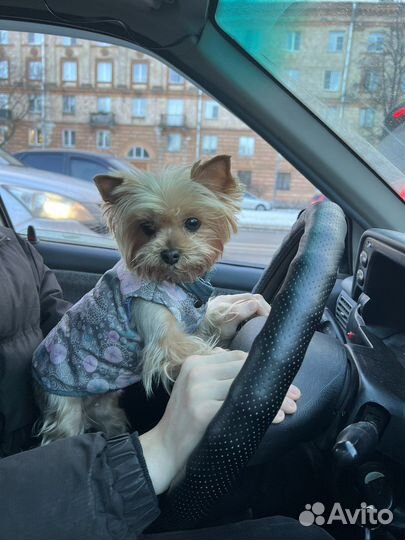 Одежда для маленьких собак