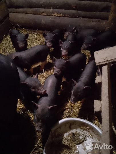 Вьетнамск вислобрюхий поросенок