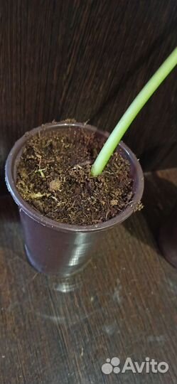 Филодендрон параисо верде