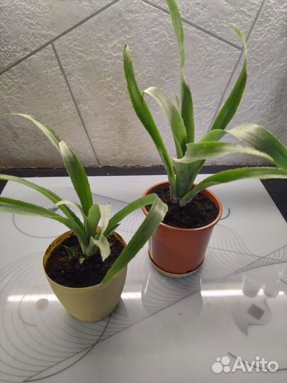 Бильбергия