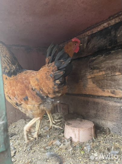 Петухи 4 месяцы Кучинские