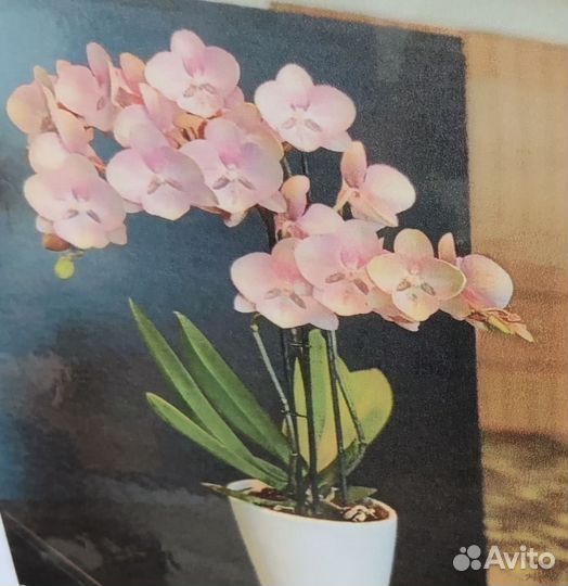 Орхидея фаленопсис бабочка