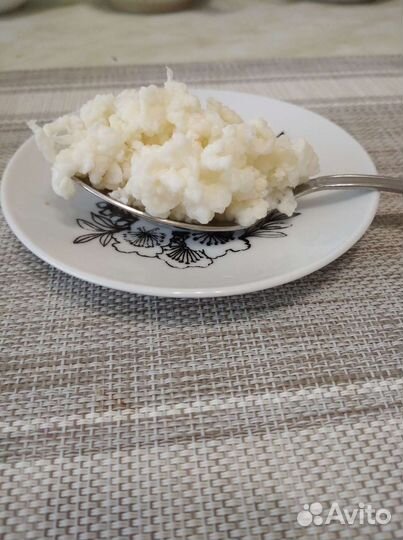 Тибетский молочный гриб