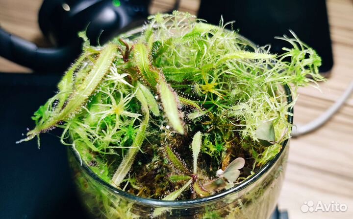 Росянки во флорариуме