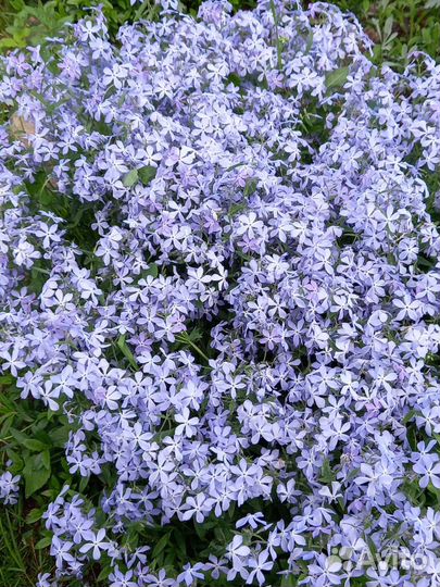 Многолетники, цветущие в июне