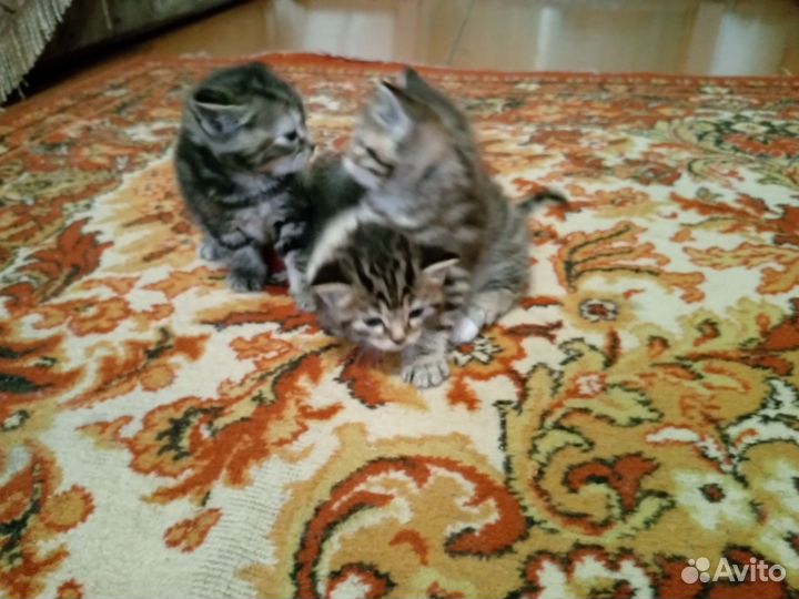 Кошка в добрые руки