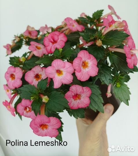 Комнатные цветы. Ризомы ахименесов