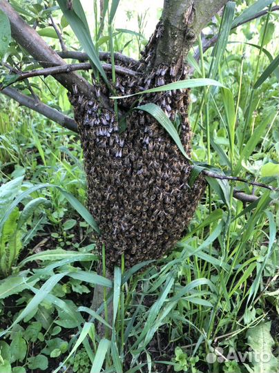 Пчеломатки среднерусской породы