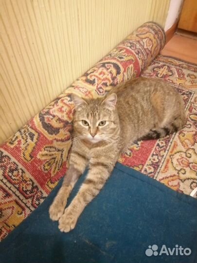 Кошки бесплатно