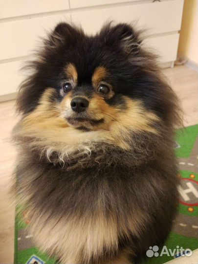 Передержка животных на время отпуска