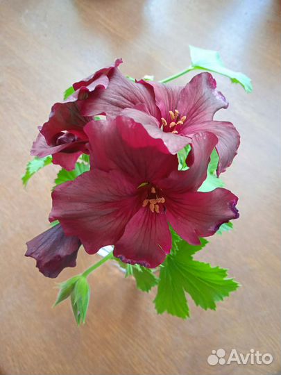 Королевская пеларгония 5