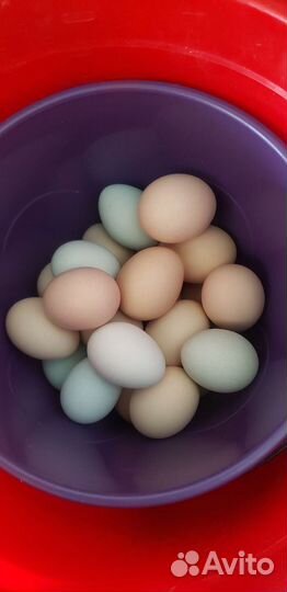 Куры несушки