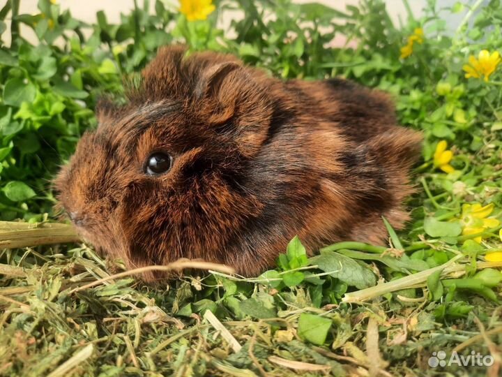 Перуанская морская свинка