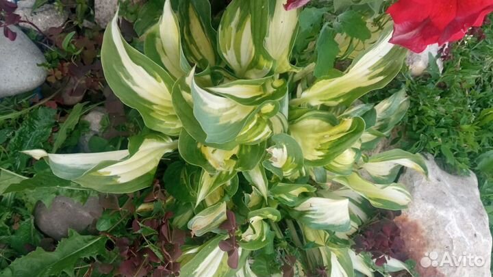 Садовые цветы