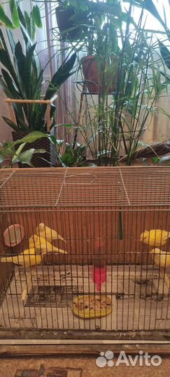 Кенара и канарейки