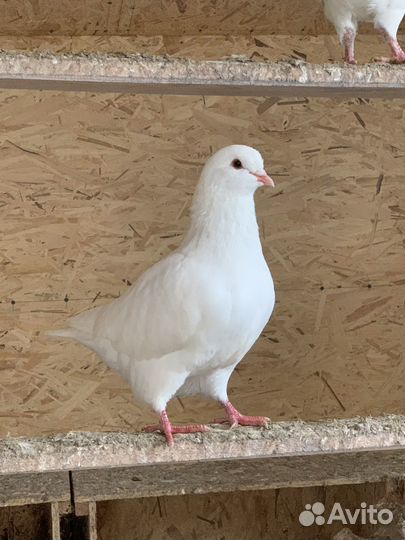 Продажа голубей