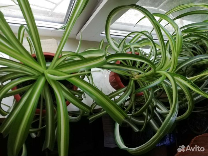 Хлорофитум Бонни кудрявый, 8 растений