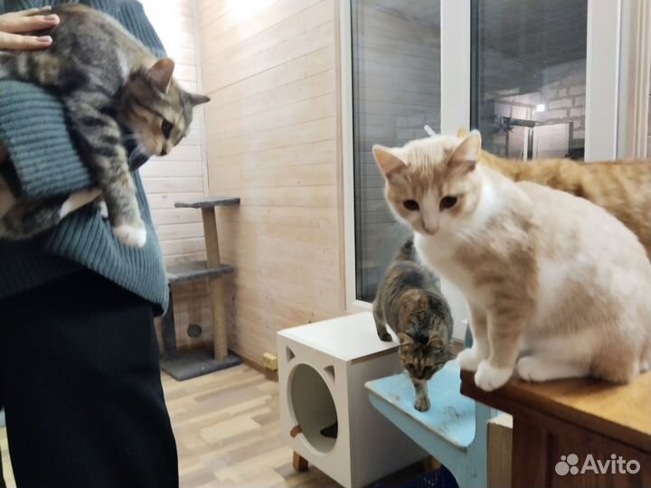 Кошечка Персея