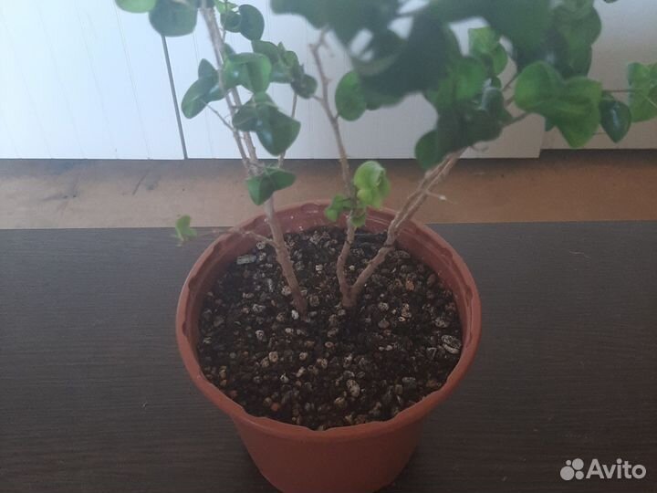 Фикус барокко