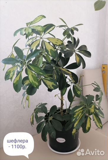 Продам цветы комнатные