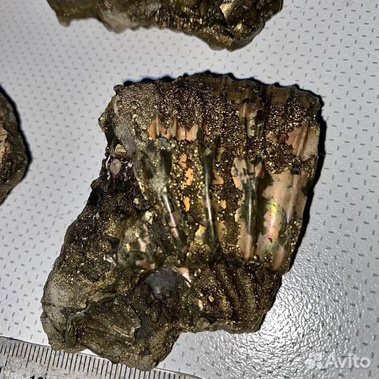 Перламутр аммонита