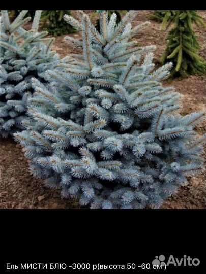 Хвойные растения, туи