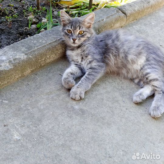 Котята отдам бесплатно