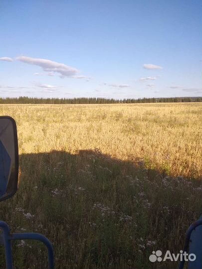 Зерно: овёс, ячмень