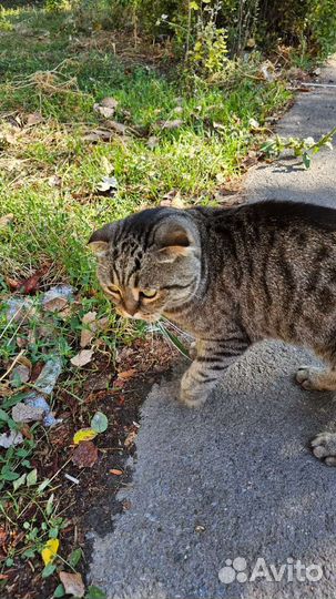 Кошка потеряшка
