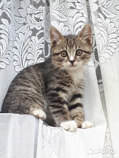 Котята в добрые руки (мальчики)