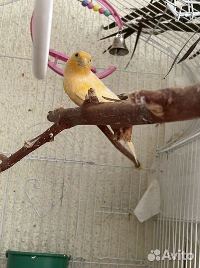 Кенары и канарейки