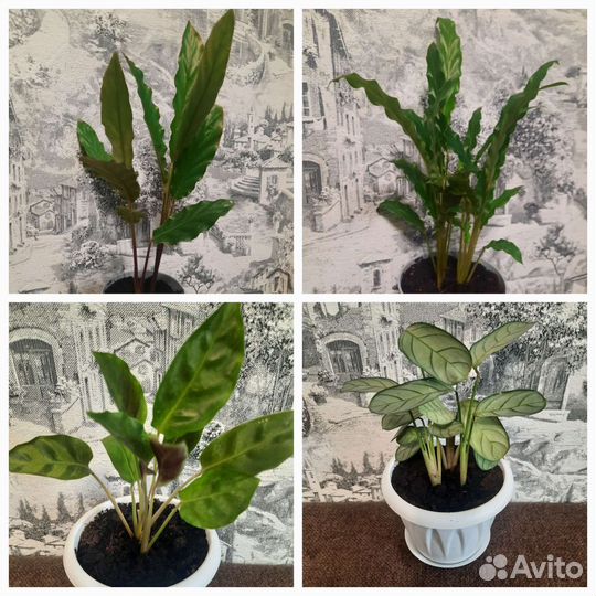 Калатея Литце,Руфибарба и Ктенанте Амагрис